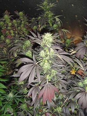 my basement proves much dank again