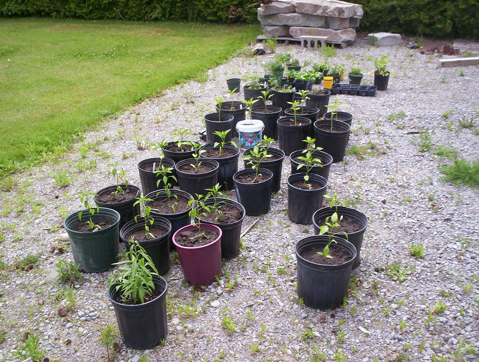 My beginner pot garden