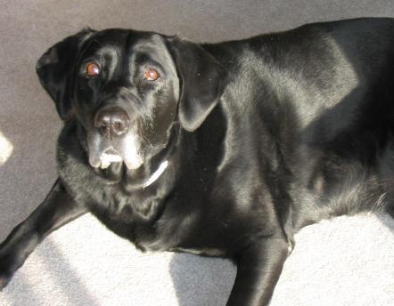 My Black Lab
