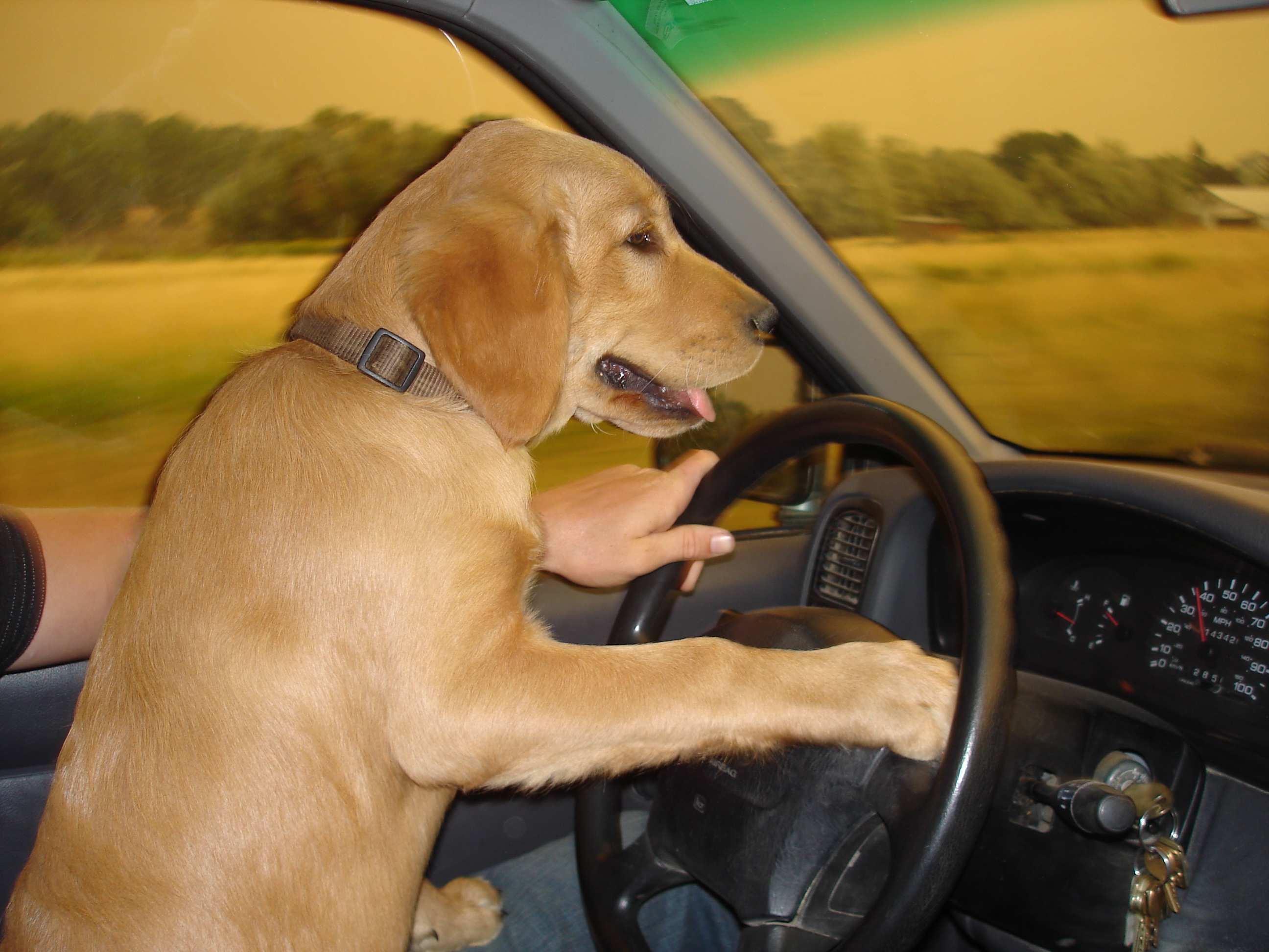 My Boy as a Youngster