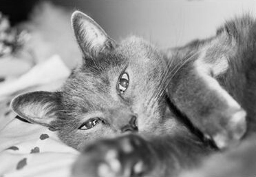 My cat, b/w