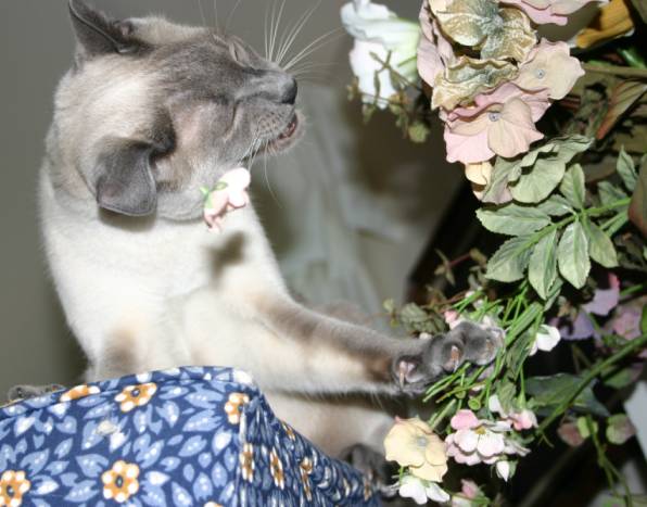 my cat biting a flower off