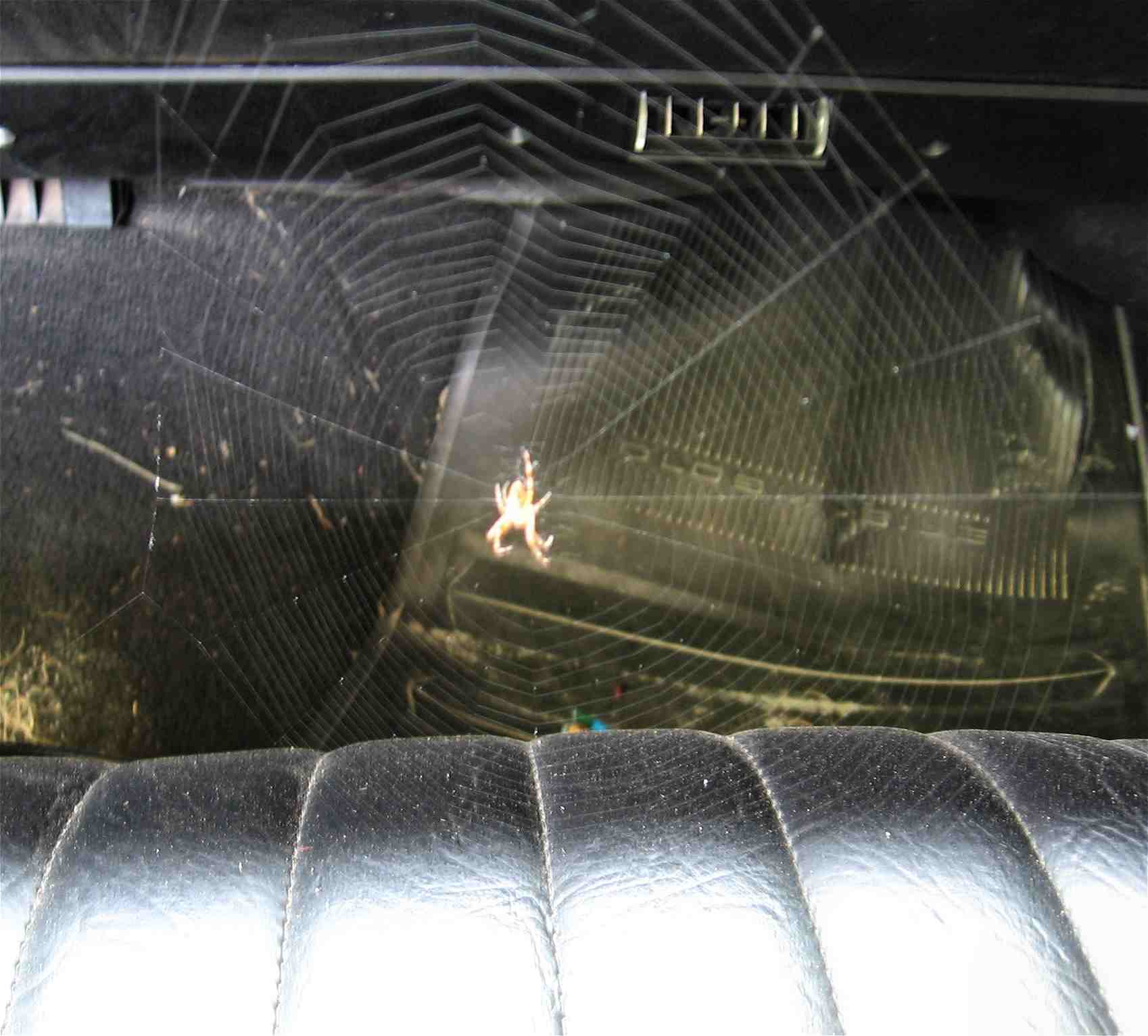 my dads convertable has a new passanger