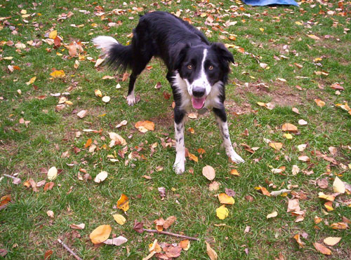 My dog beats all of yours!