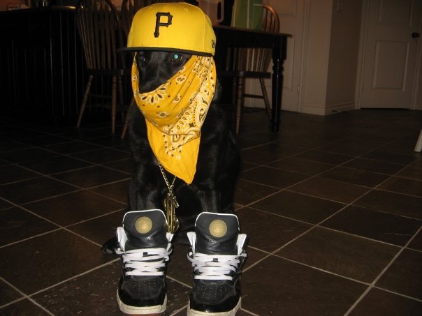 My dog chillin in his crib 02