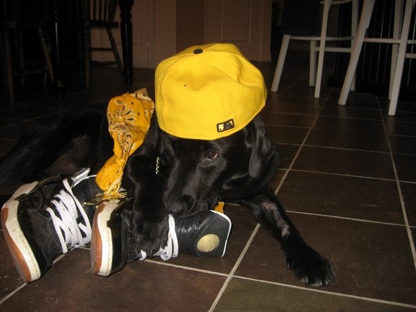 My dog chillin in his crib