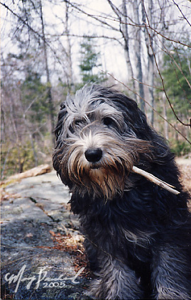 My dog Dusty (didn't know where to post)