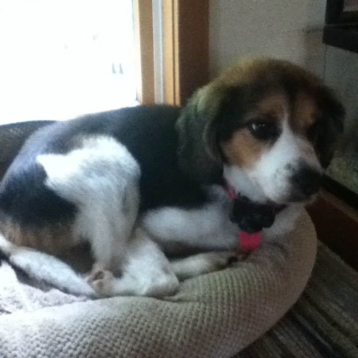 My dog is cuter than all of you.