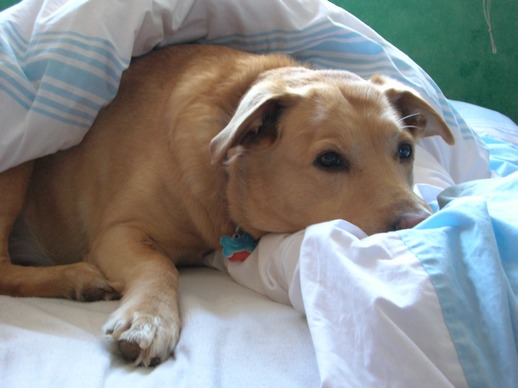 my dog is photogenic