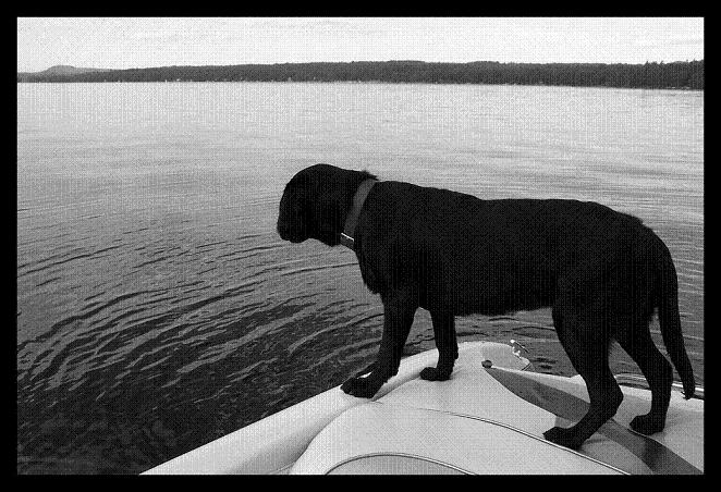 my dog...ready to jump