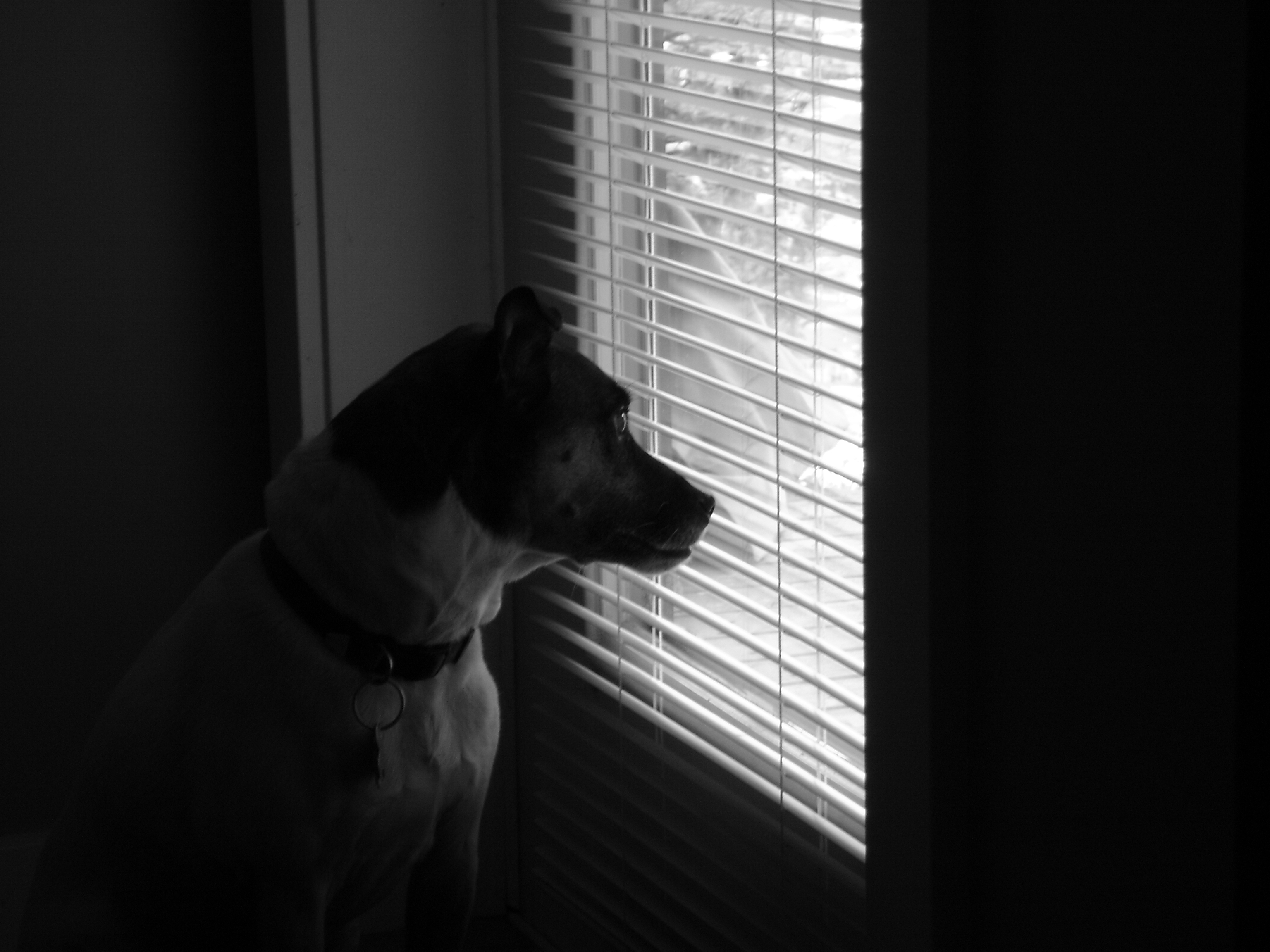 My dog really wants to go outside