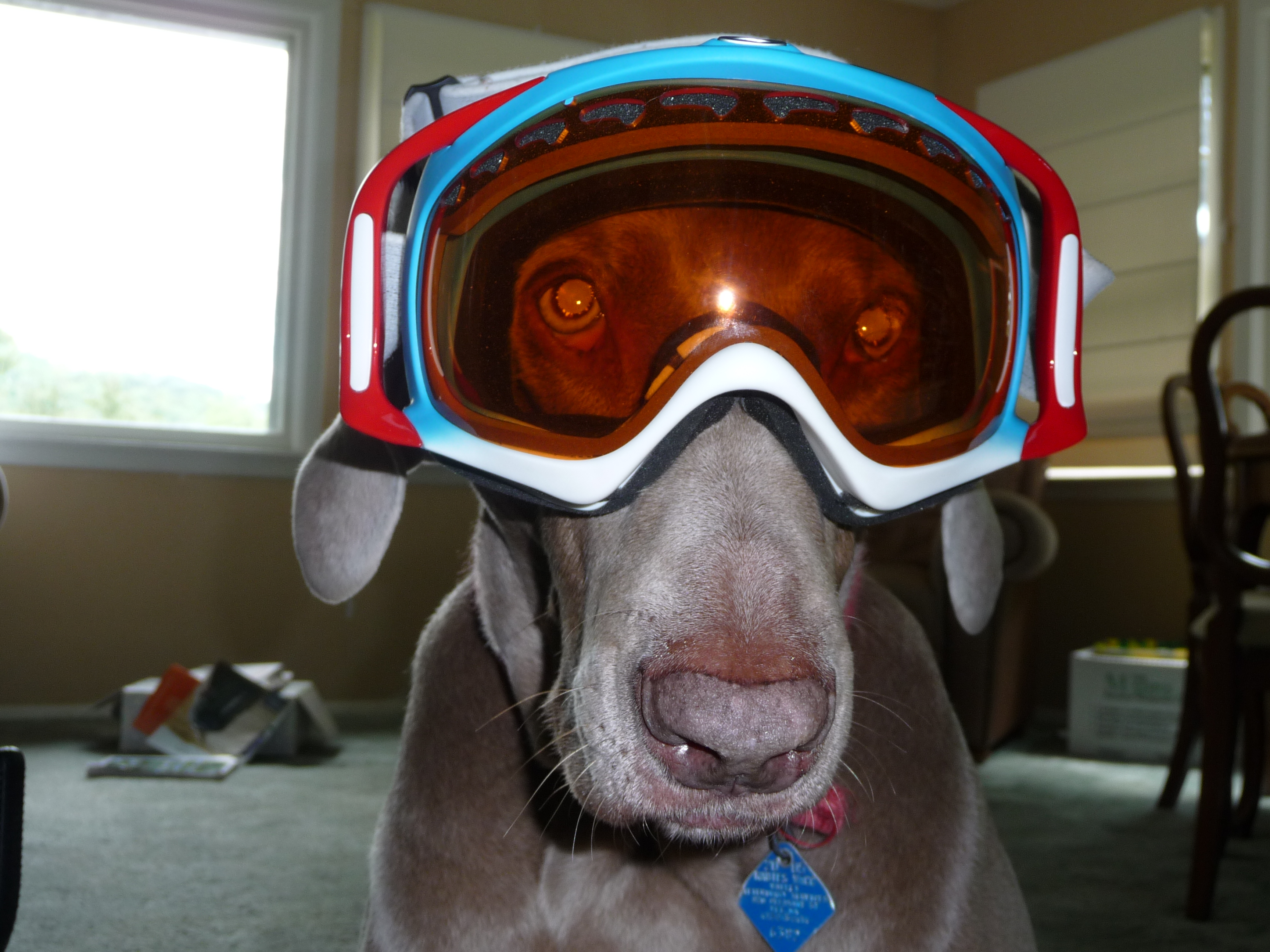 My dog rocking my new c-bars.