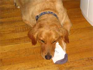 my dog sleeps with socks she loves them so much