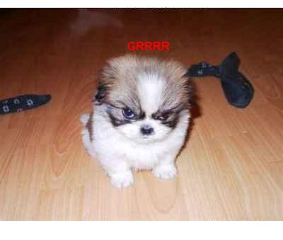 my lil bimbo... saved hom from the humain society