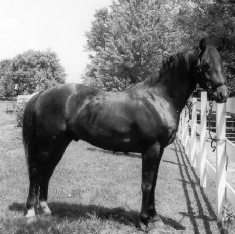 My morgan horse