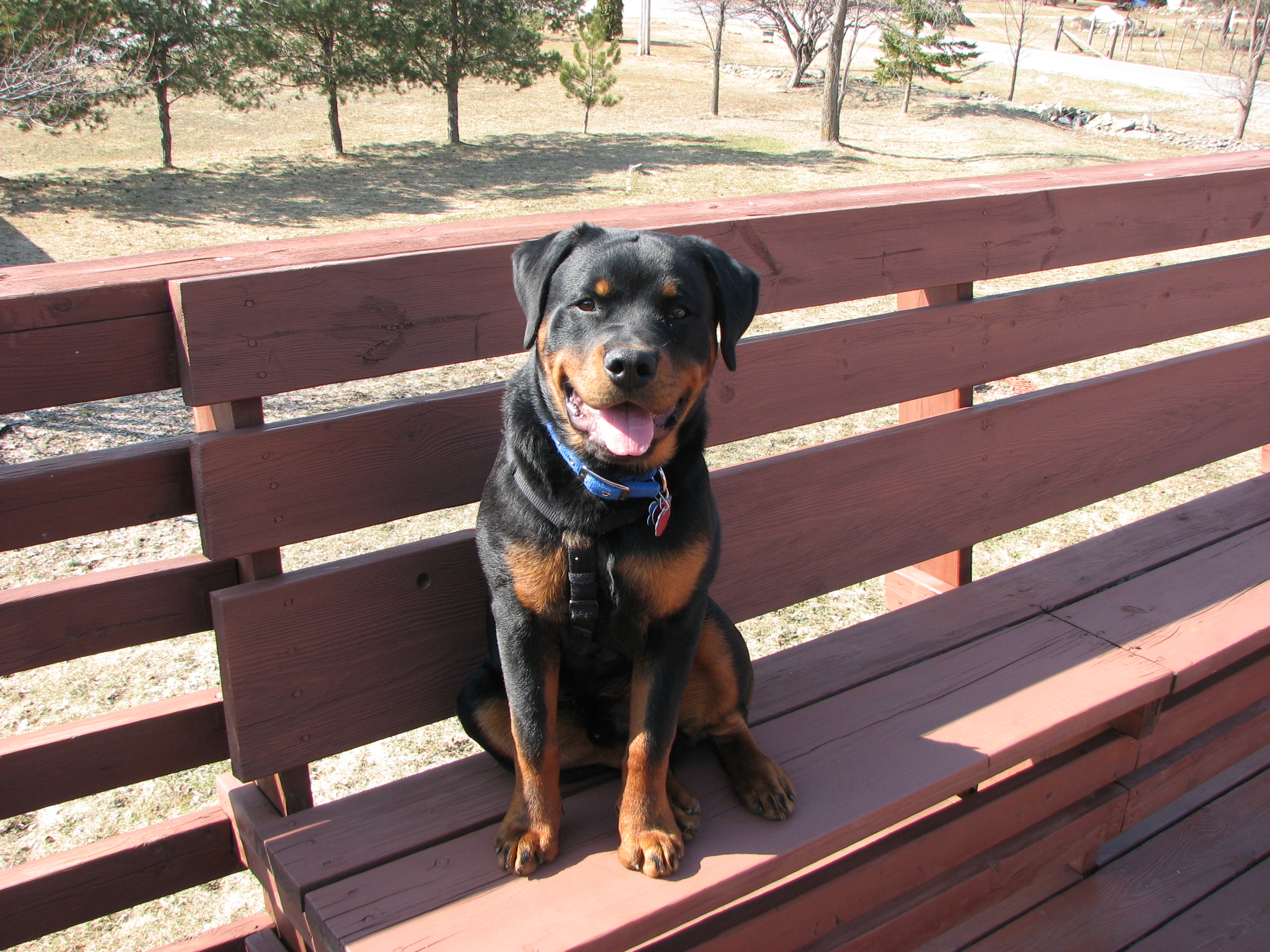 My puppy Timmy - 7 months old.
