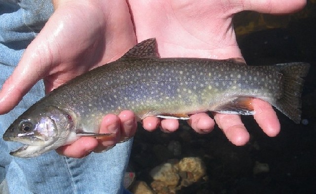 Native Brookie