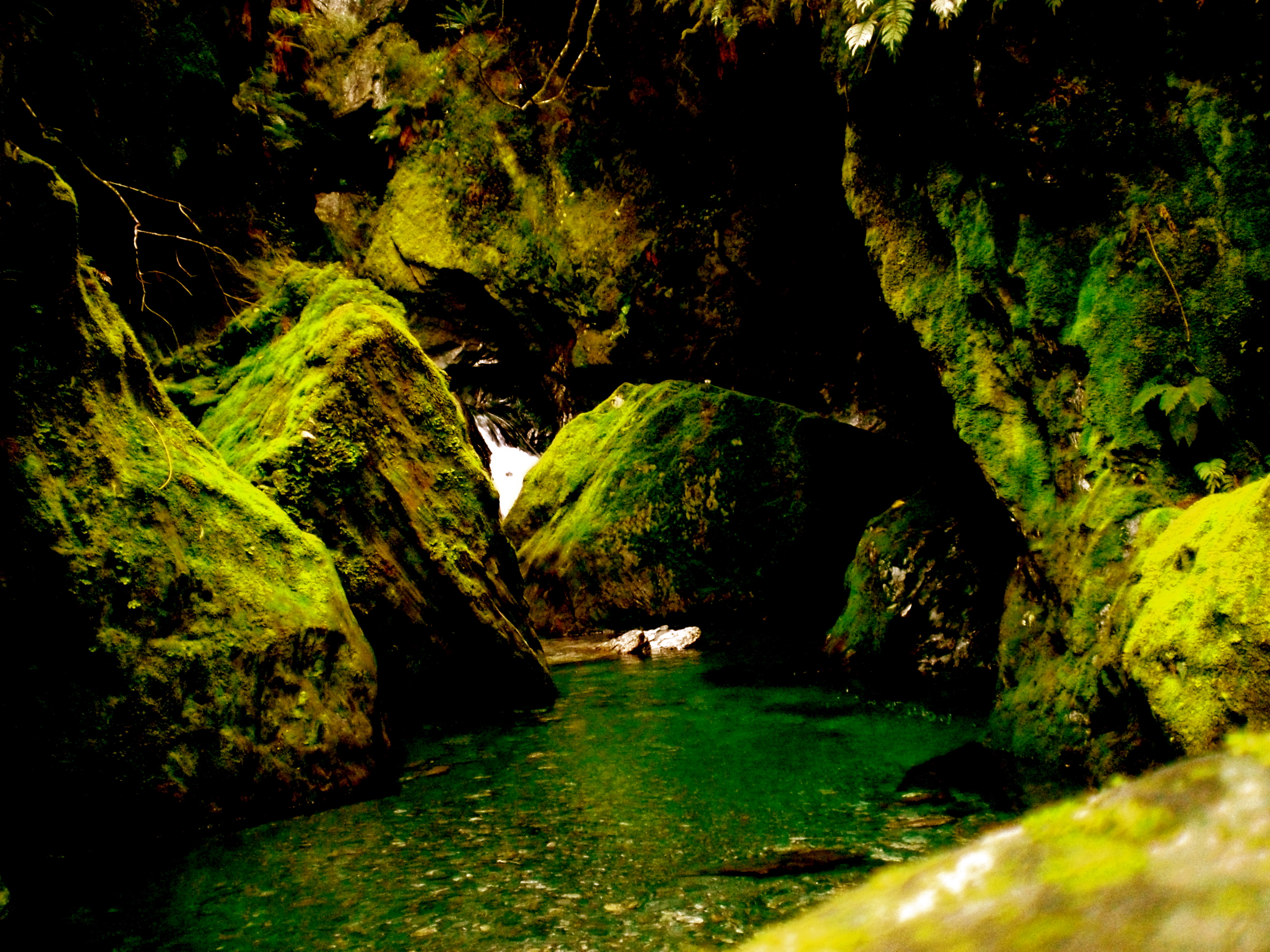 New Zealand Rain Forrest