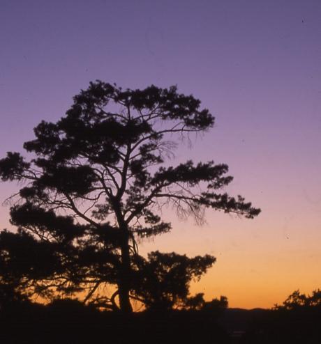 Nice Sunset and Tree