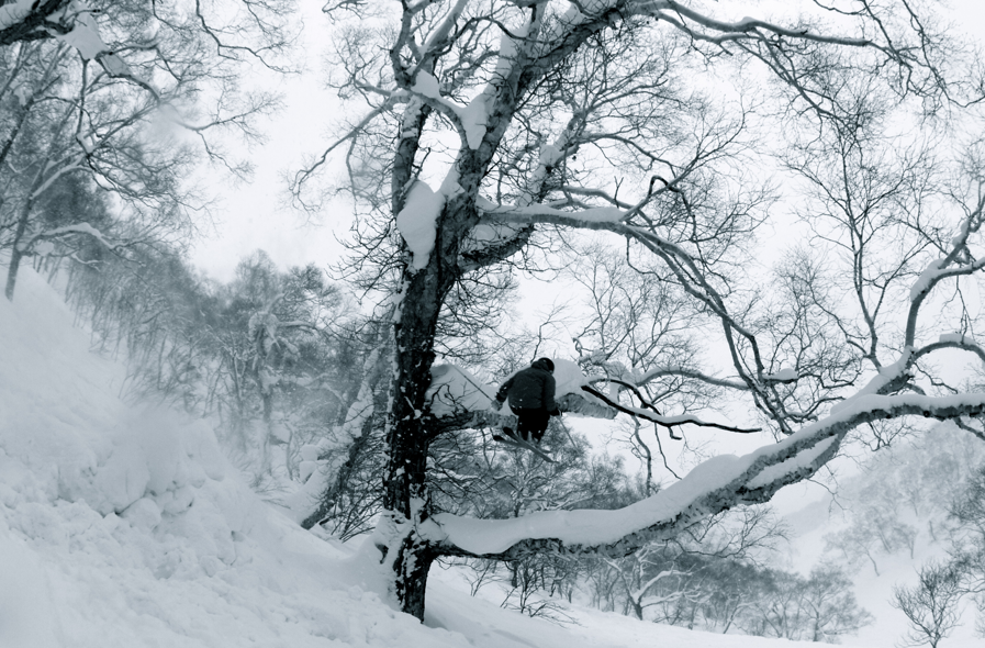 Niseko Tree