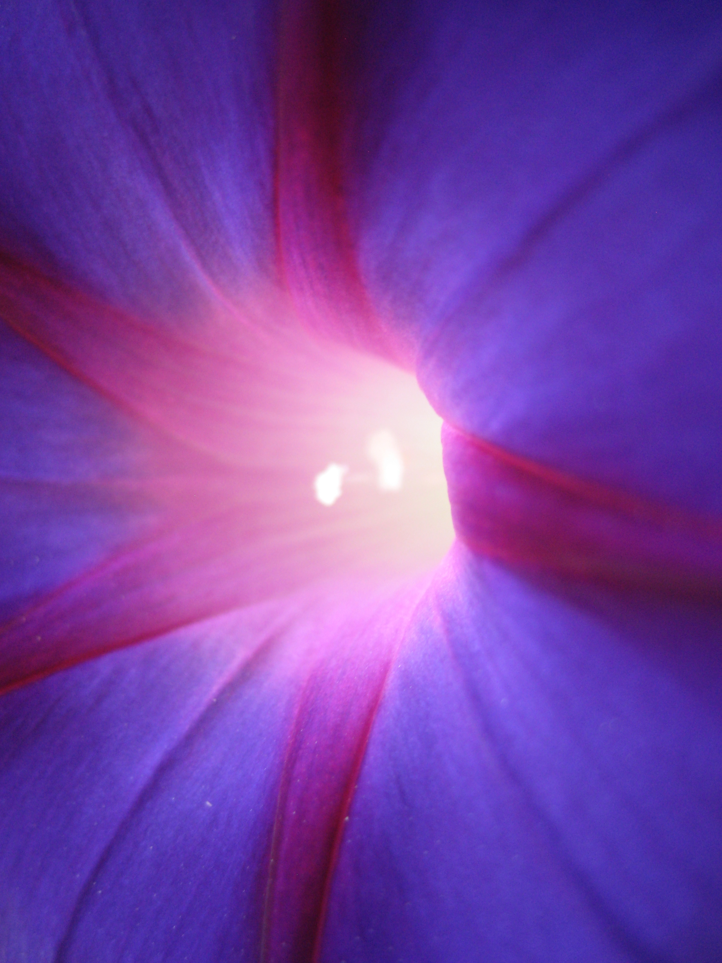 Not another flower pic