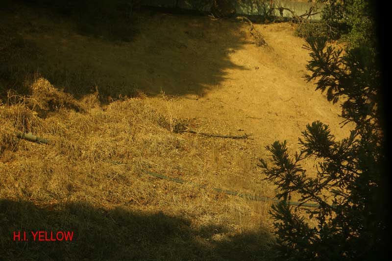 Oakley Test - H.I. Yellow