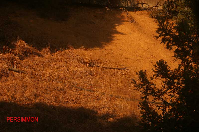 Oakley Test - Persimmon