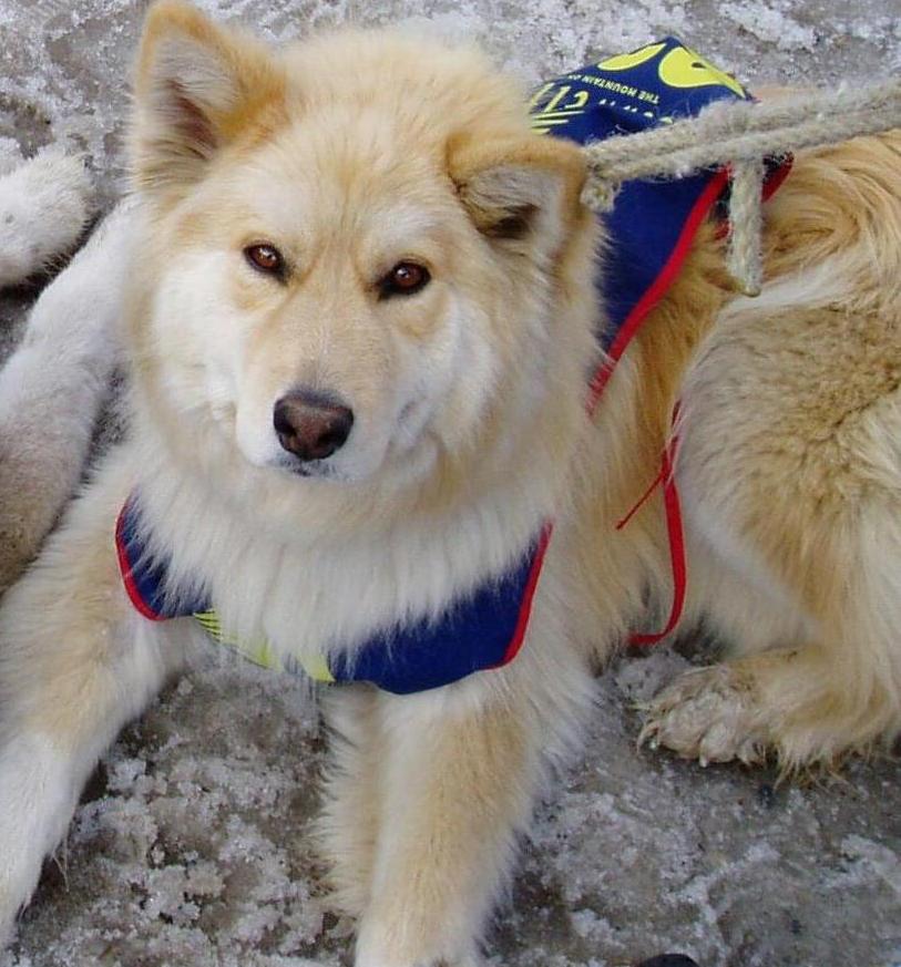 one of our puppies during the huck in slush rail jam