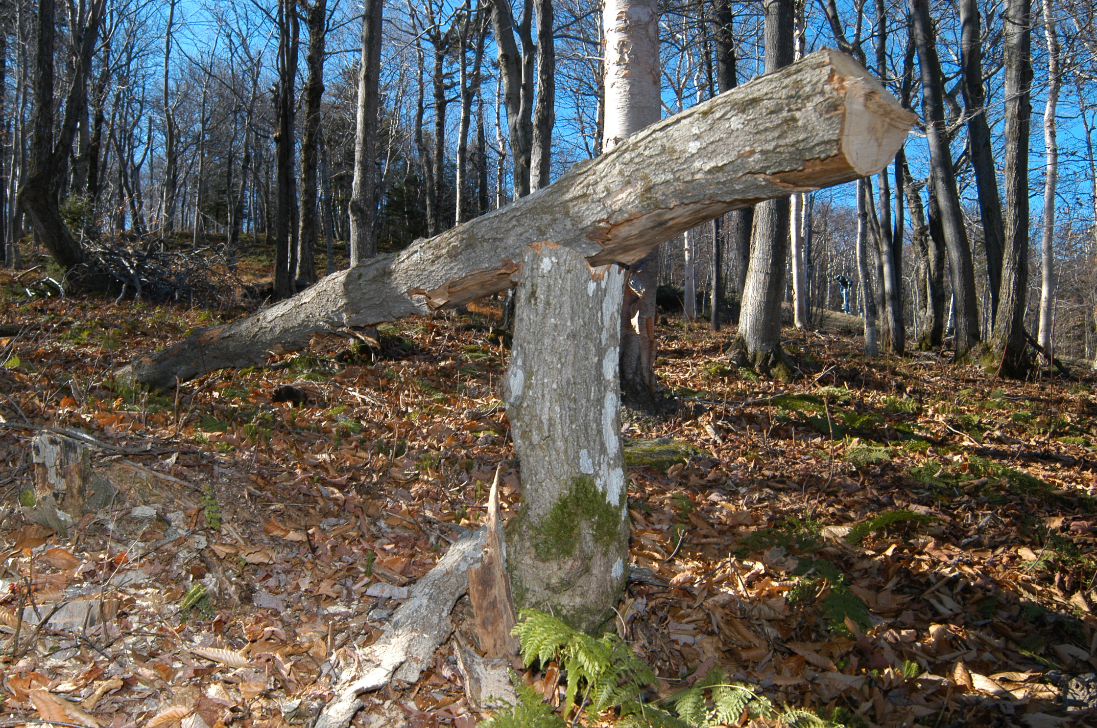 One of the many new features in the woods of Carinthia