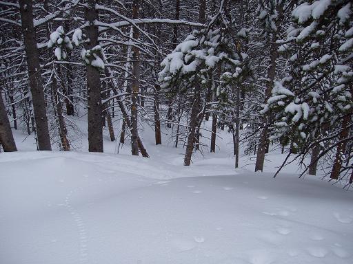 one of the tree runs