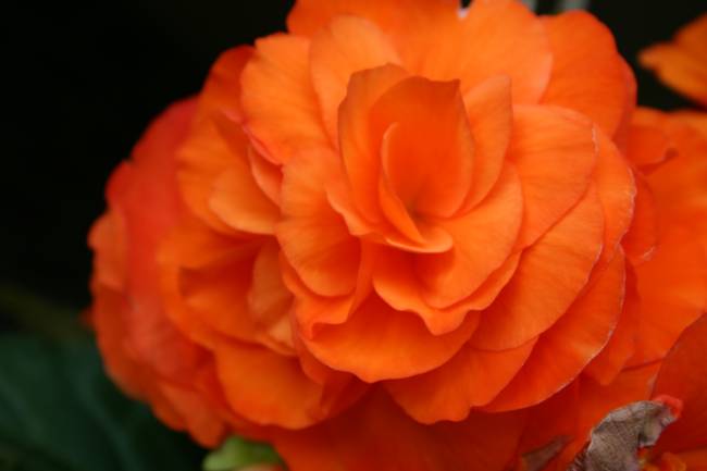 orange flower