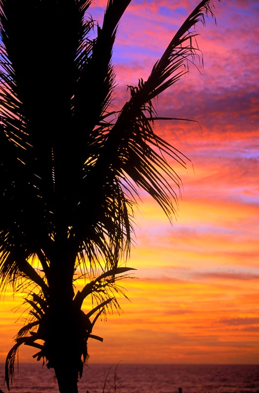 palm tree sunset at the beach