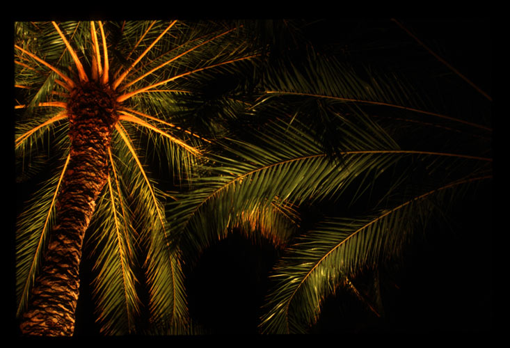 Palm Trees.