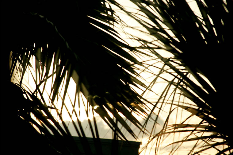 Palms