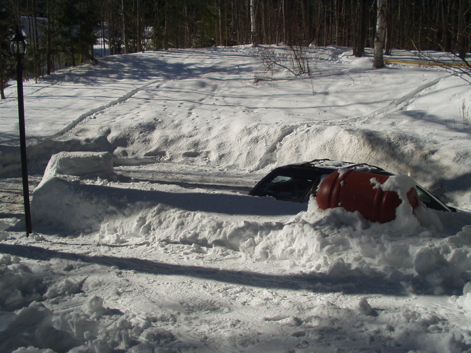 Part of my front yard