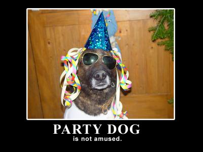 Party dog is not amused!