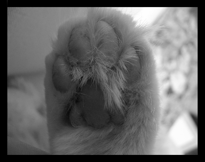paw