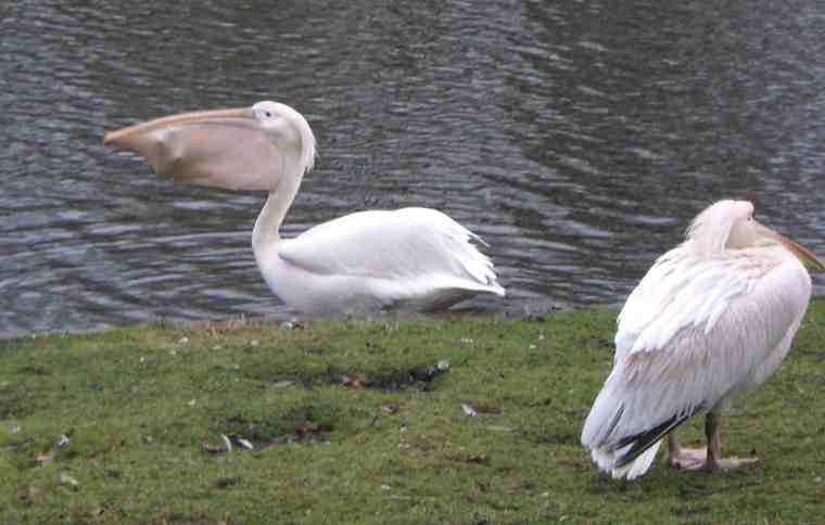 Pelican ate a pigeon!