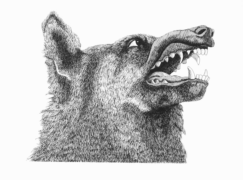 pen sketch of a wolf