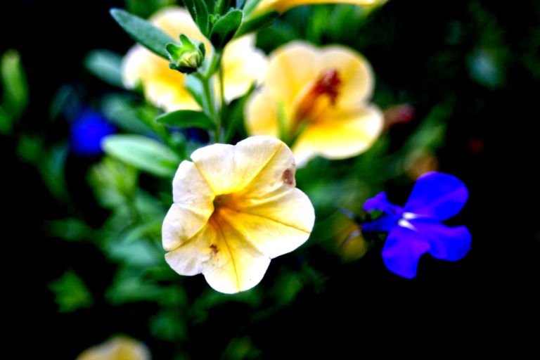 Picture of some flowers! Great contrast!