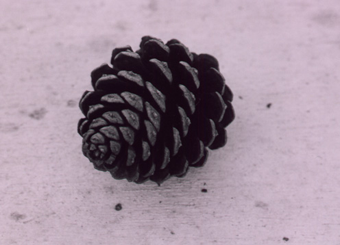 pinecone- i like the contrast