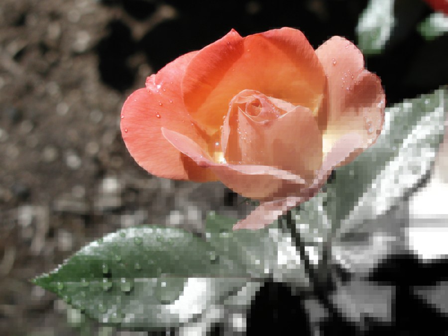 Pixellation fade thing on a Rose