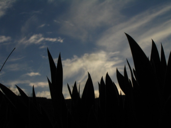 plant outline with sky