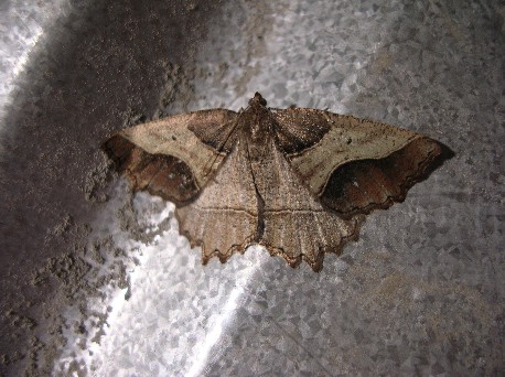 polilla cordiillerana