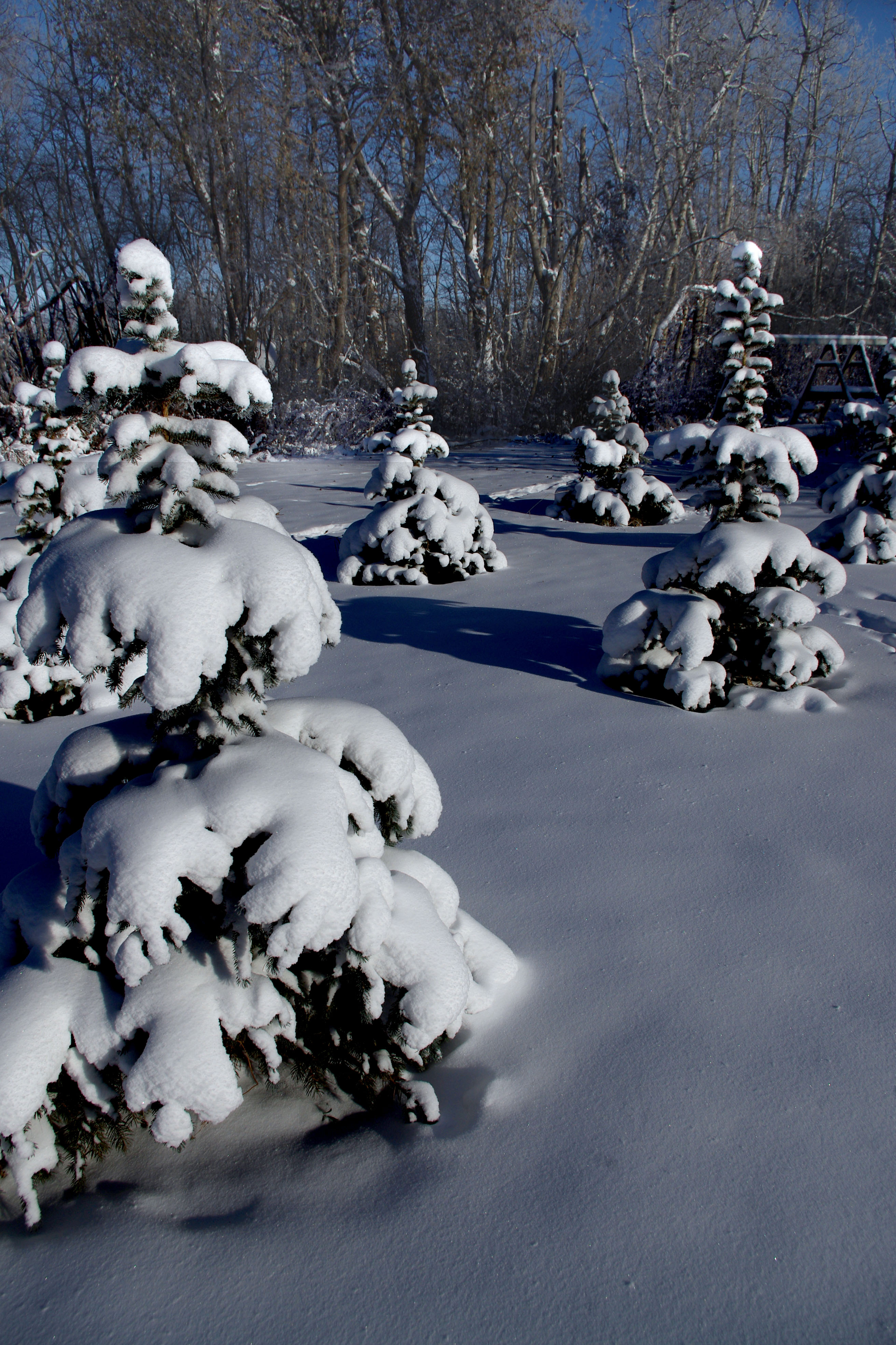 POW in the backyard makings of a good season!