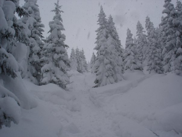 powder run in the trees