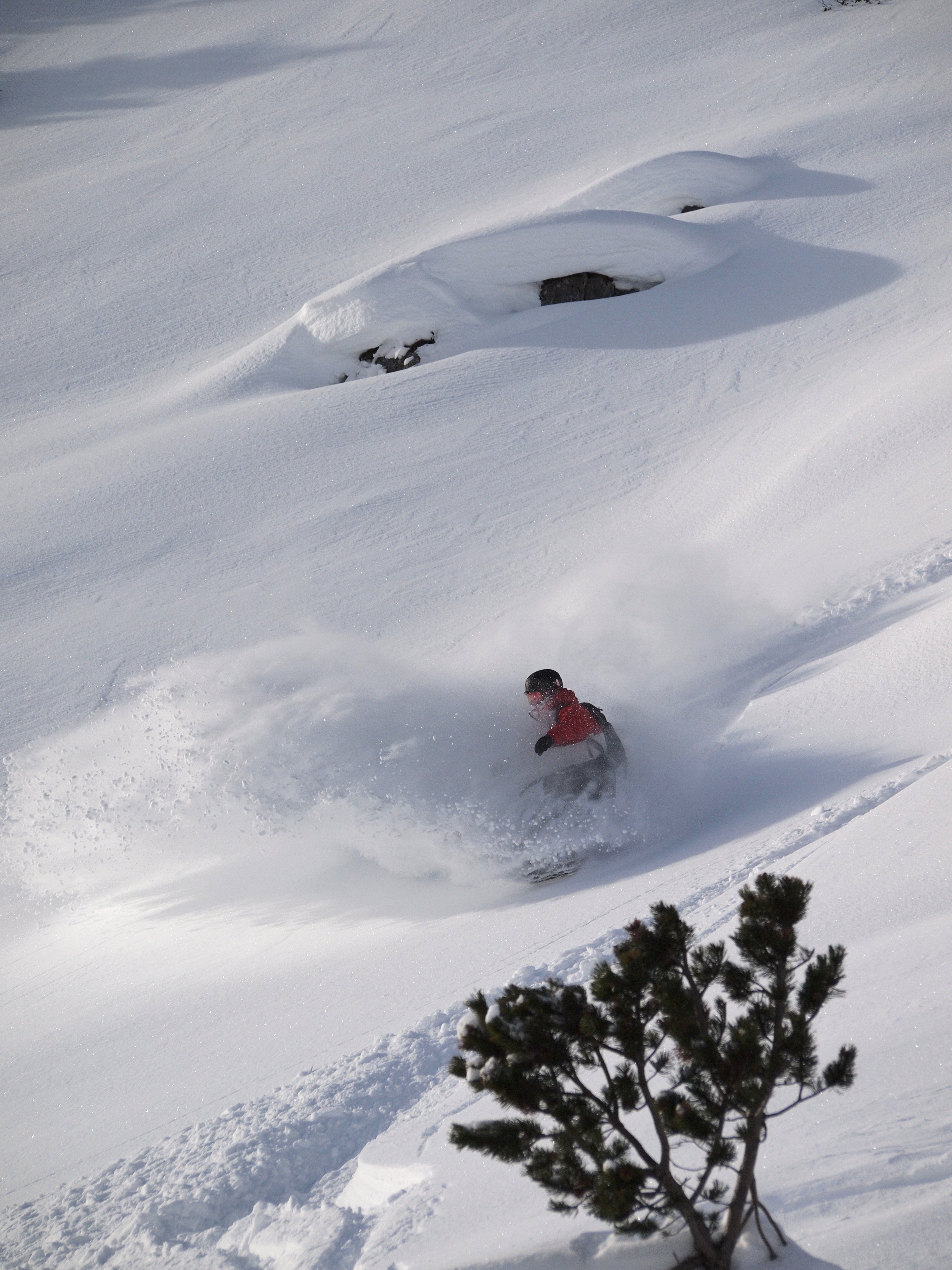 Powder shred