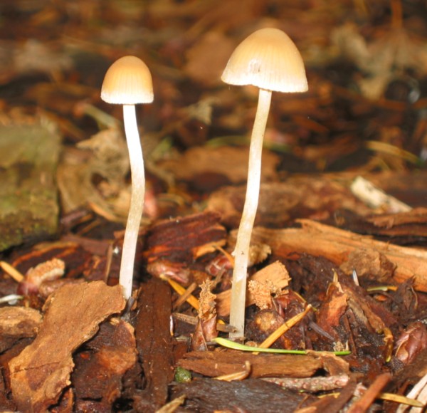 Psathyrella gracilis