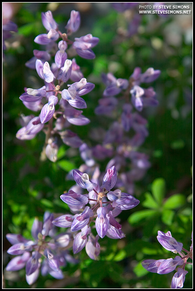 Purple and Green Explosion