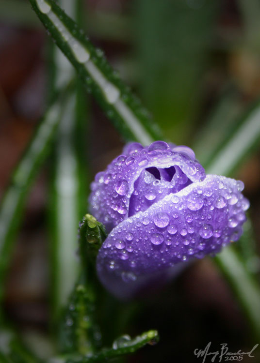 Purple and green... such pretty colours